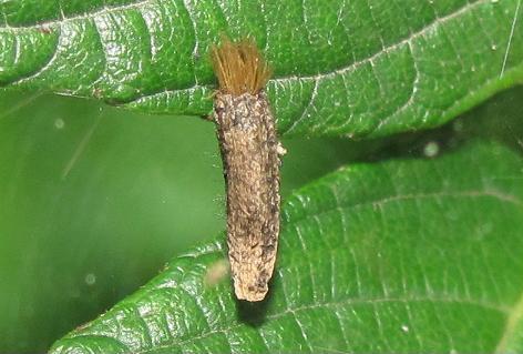 Insetto? No, probabile seme da identificare